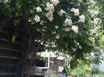 nobara3.jpg
