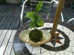 kokedama2.jpg