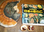 baiburu.jpg