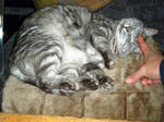 metabo-neko.jpg