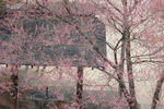 sakura.jpg