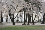 sakura6.jpg