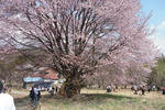 tennnou-sakura3.jpg