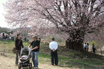 tennnou-sakura4.jpg