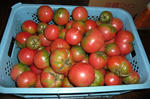 tomato-1.jpg
