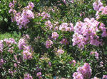 IMG_1694.JPG