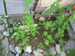 IMG_1699.JPG