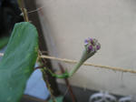 IMG_1704.JPG