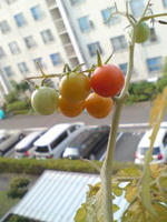 食べ頃２
