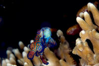 Mandarinfish3.jpg