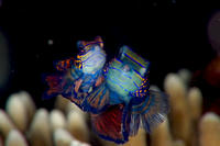 Mandarinfish4.jpg