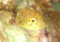 4425abc1.jpg