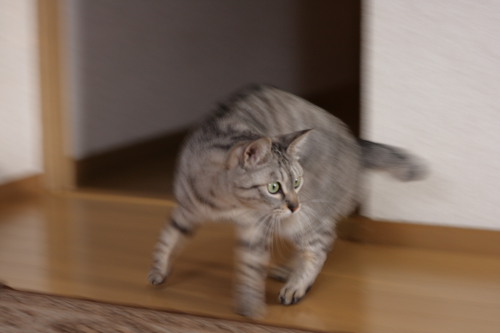 ダッシュ!