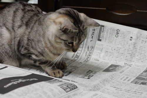 新聞が好き