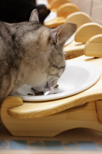 ご飯♪