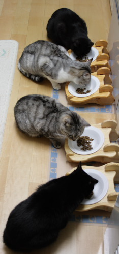 ご飯時