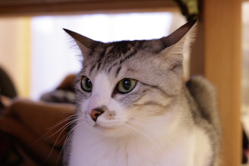 猫缶だ~!(^o^)