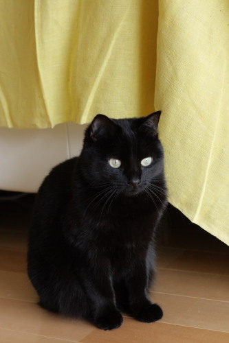 猫違いなの