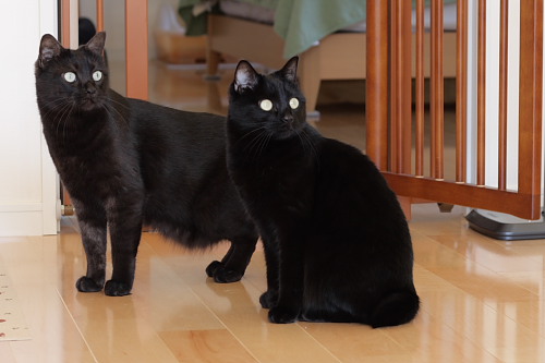 黒の乗り手?