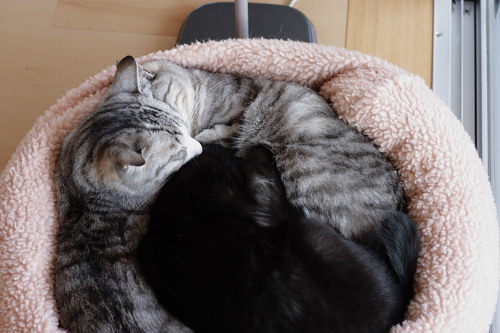 小僧の顔が・・・