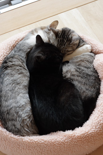 ぽふっ