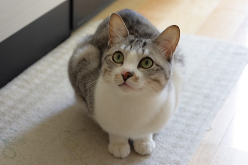 今度こそ