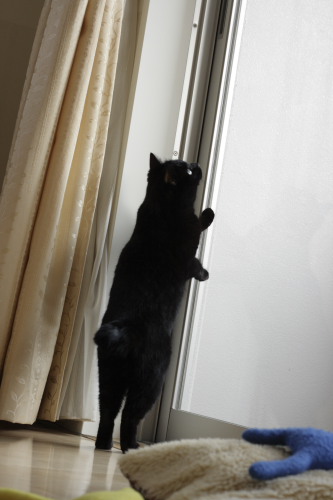 鳥さんがいるの!