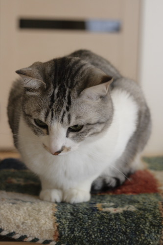 僕たちのご飯は?