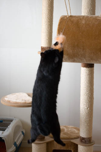 ジャーンプ!