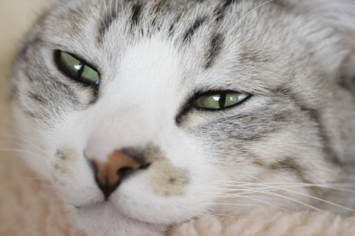 今日は猫缶の日なんだよ
