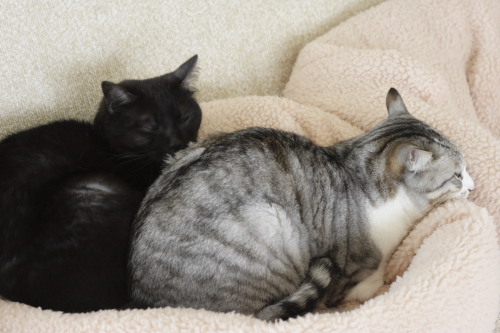 猫暖房