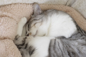 いつ撮っても同じような寝姿
