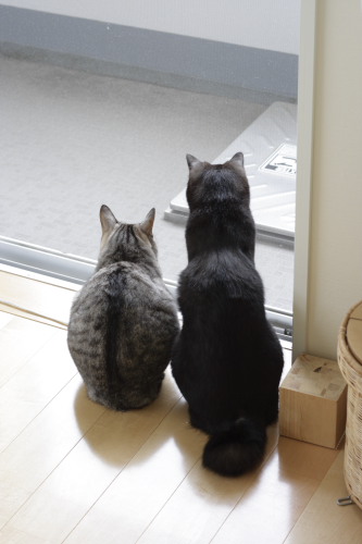 お嬢さん脳内イメージ
