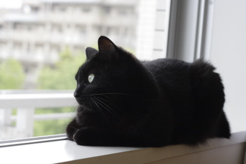 ふふん♪