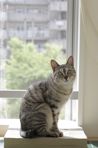 日向ぼっこどころじゃない