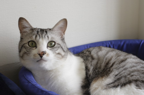 猫ベッドに移動