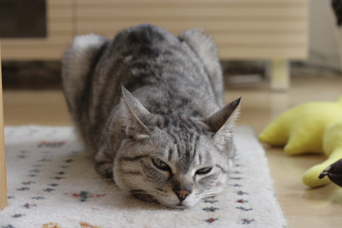 猫布団は~?