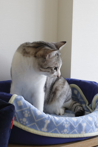 お昼寝準備中
