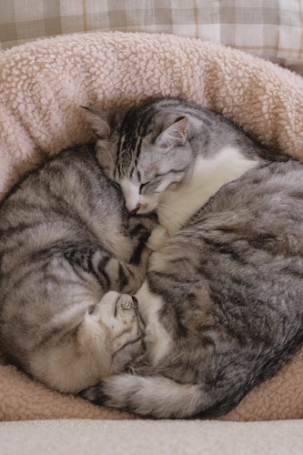 猫団子 on シュウマイ
