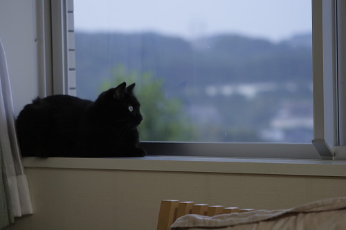 また明日なの