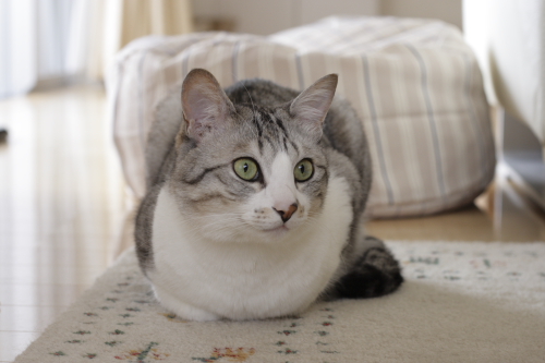 おこちゃまだから