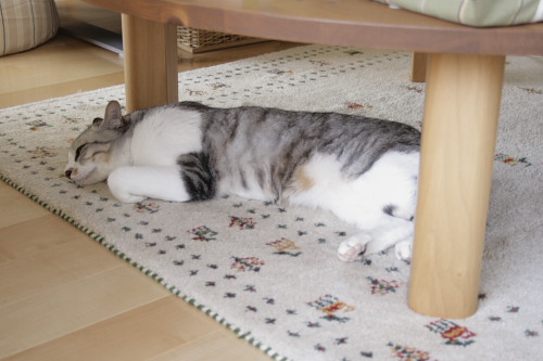 とりあえずここで