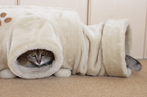そうなの?