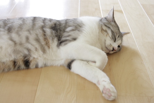 行き倒れてます