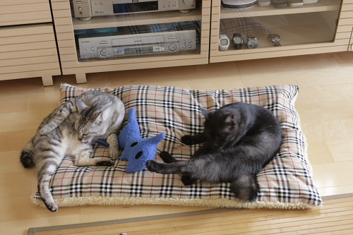 猫布団が好き♪