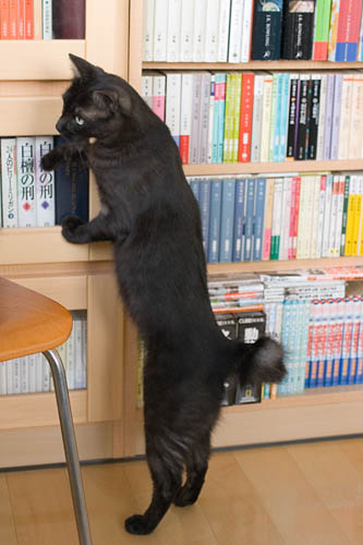 こっちにしようかな