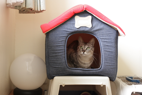 あたしの猫小屋♪