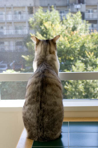 ぴくっ 外を眺めるお坊ちゃん