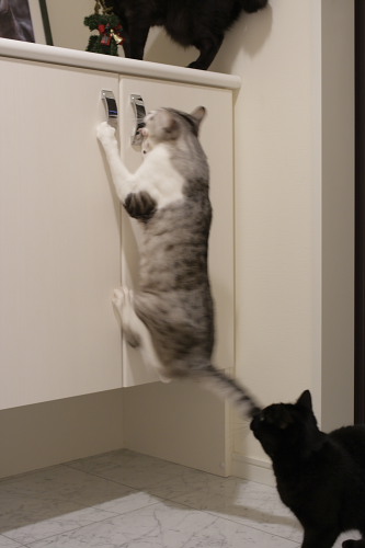 おりゃおりゃ!!!! ぶら下がるお坊ちゃん