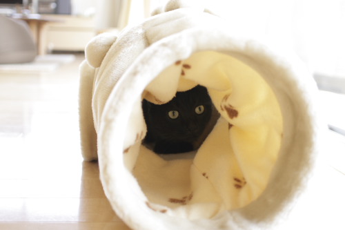 それって主役? モグラ小僧